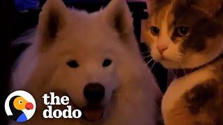 Big Dog Obsessed With Cats Gets His Very Own  The Dodo Odd Couples