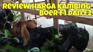 Review Harga Kambing Boer F1 dan Boer F2 di Boerkah Jaya farm blitar