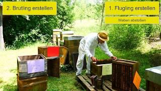 Bienenfachberatung Komplette Brutentnahme zur Varroa Behandlung im Sommer
