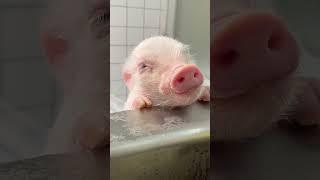 The love of a family for a lost piglet