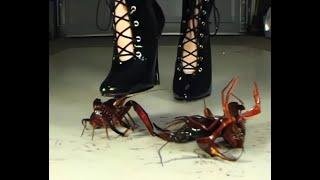 N86 Bug Crush Teaser - Bikini Stilettos and Crayfish