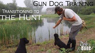 Gun Dog Training Transitioning to the Hunt  Part #1