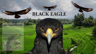 Burung Elang Hitam  Elang Hitam  Black Eagle  Nama Burung Elang Hitam