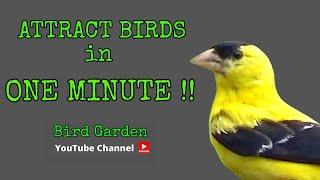 Attract Birds In ONE MINUTE   TOP 5 Bird Attractants 