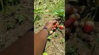 Kilimo Cha Strawberry Morogoro Tanzania