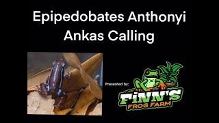 Epipedobates Anthonyi Ankas Calling