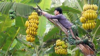 Harvest Big Bananas Go To Market Sell gardening grow asparagus. 2 year living off grid in forest