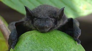 A Variety Face Shape of Bat