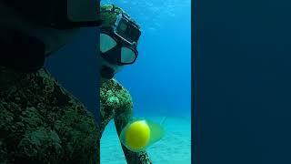 Diver Cracks Egg at 45 ft Deep #Shorts