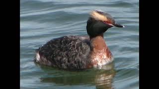 Slavonian Grebe Bird Call