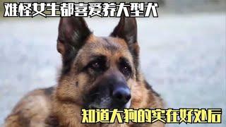 难怪女生都喜爱养大型犬，知道大狗的实在好处后，压根抵挡不住