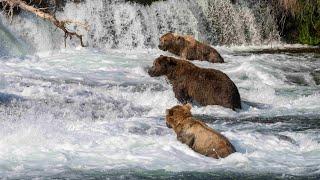 Katmai Bears  Part 3  Bad Day to be a Salmon