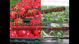 Перец в теплице серия 3. Как формировать куст и урожайность перца. Перец Даймос и Мохай Esasem