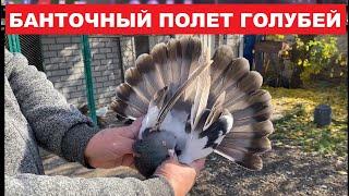 Николаевские голуби с банточным полетом миф или реальность. Сизые и молочные николаевские голуби.