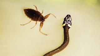A Deadly Bug That Is Capable Of Catching Snakes