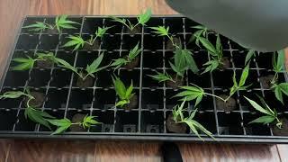 How to Make Clones from a Cannabis Plant