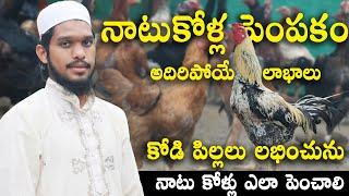 Young Farmer Success Story  Country Chicken Farming  Shaik Farm