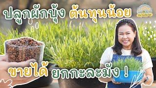 เทคนิคปลูกผักบุ้ง สร้างรายได้ ขายยกกะละมัง  Urban Gardening ปิ๊ง ไอเดียปลูก