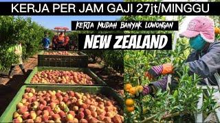 KERJA NEW ZEALAND PER JAM GAJI 27jtMINGGU‼️TKI PEMETIK BUAH