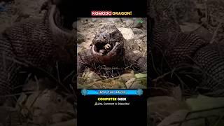 Wild Encounter Komodo Dragon  Vs Goat #animals #nature #wildlife