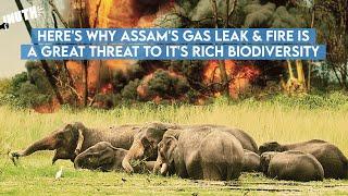 Heres Why The Assam Fire Is A Great Threat To Its Rich Biodiversity