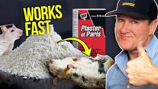 Killing Rats at Home with Plaster and Baking Soda - This works FAST