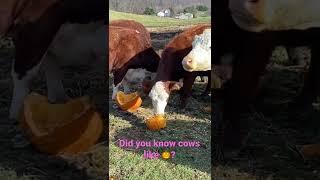 Did you know cows like pumpkin? #shorts