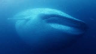 Chilling Whale  The Loneliest Whale - The Search