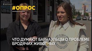 Опрос как барнаульцы относятся к проблеме бродячих животных