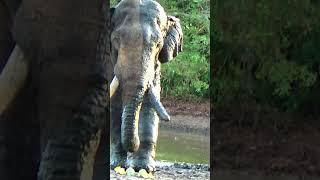 අග්බෝට විශේෂ ආහාර  #elephant  #elephantsanctuary #animals #wild #asianelephant #wildanimals #nature