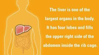 Liver Cancer Signs and Symptoms  Dana-Farber Cancer Institute