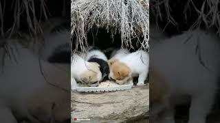 #Funny #Cute #Animals #Shorts #Video #Dogs #HayvanlarAlemi #Yavru #Hayvanlar #Köpekler  #78