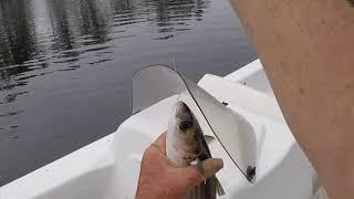 Catching Mullet with no bait