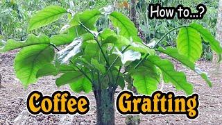 Coffee grafting - Coffee tree grafting - Grafting coffee - Grafting coffee plants - grafting coffee