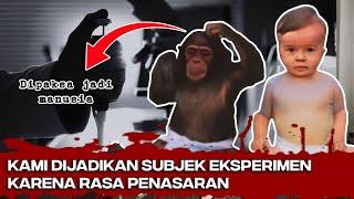 Kisah Nyata Bisakah Simpanse Jadi Seperti Manusia?