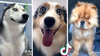 Funniest DOGS & Cutest PUPPIES  Best DOGS Compilation 