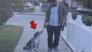 He Adopted an Old Dog From a Shelter  During Their Walk Something Happened That ChangedTheir Lives