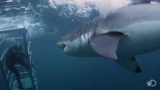 18-Foot Shark Attacks Cage  Great White Serial Killer