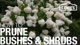 How to Prune Trim & Shape Your Bushes & Shrubs