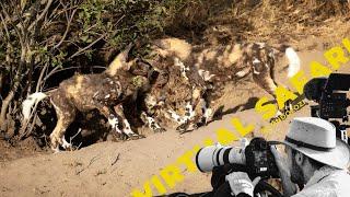 The Pups Reunite and Harrowing Wild Dog Encounter- Virtual Safari # 232