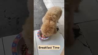 Begini anjing poodle sarapan pagi rame2 #anjinglucu #dog #anjingpoodle