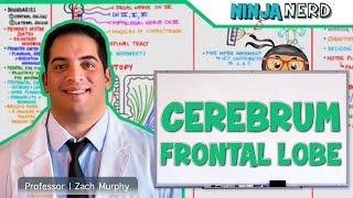 Neurology  Cerebrum Frontal Lobe Anatomy & Function