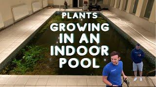 Indoor pool with plants Amazing transformation