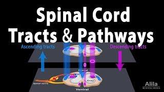 Spinal Cord Anatomy Spinal Tracts & Pathways Somatic Reflexes Animation