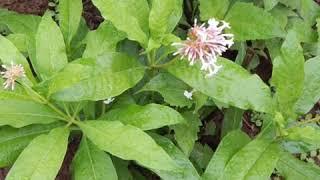 Some Medicinal Plants Of Odisha