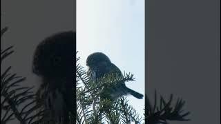 Its Owl Good Pygmy Owls At Yellowstone