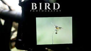 Did I GET it? PHOTOGRAPHING small birds in FLIGHT  BIRD PHOTOGRAPHY tips and tricks