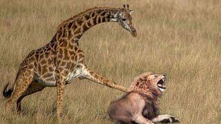 Mother Giraffe kicks Lion head very hard to save herself harsh life of Wild Animals