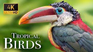 Tropical Birds In 4k - Beautiful Bird Sounds Of Rainforest  Jungle Sounds  Scenic Relaxation Film