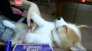 News5E l TULOG MANTIKA SI DOGGIE l JULY 8 2013 PNEWS